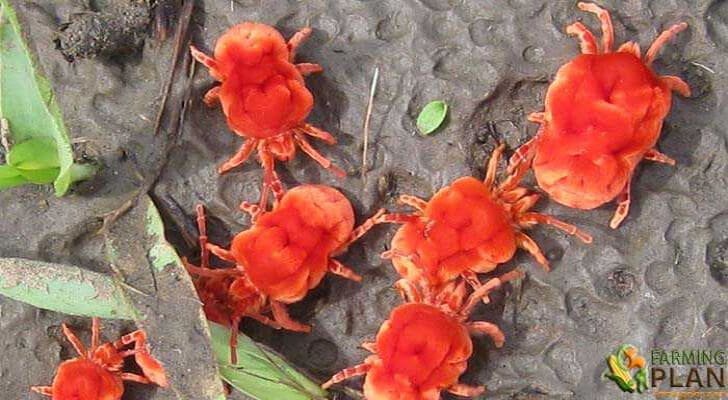 Mite