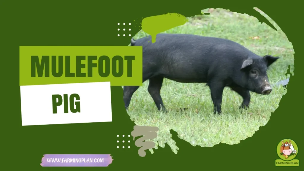 Mulefoot Pigs