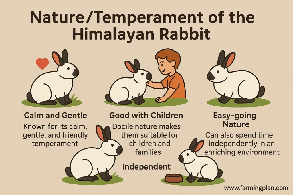 Nature/Temperament of the Himalayan Rabbit