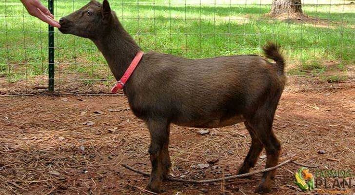 Nigerian Dwarf Goat