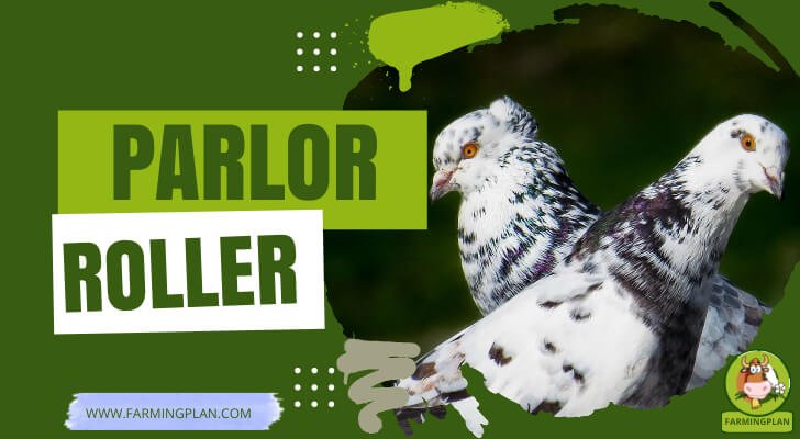 Parlor Roller
