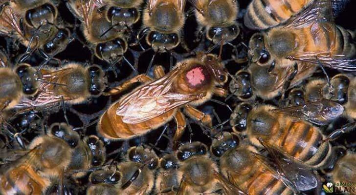 Queen Bee