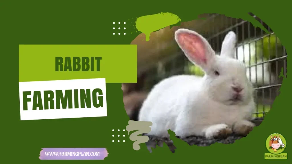 Rabbit Farming