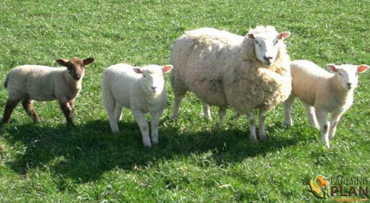 Raising Sheep