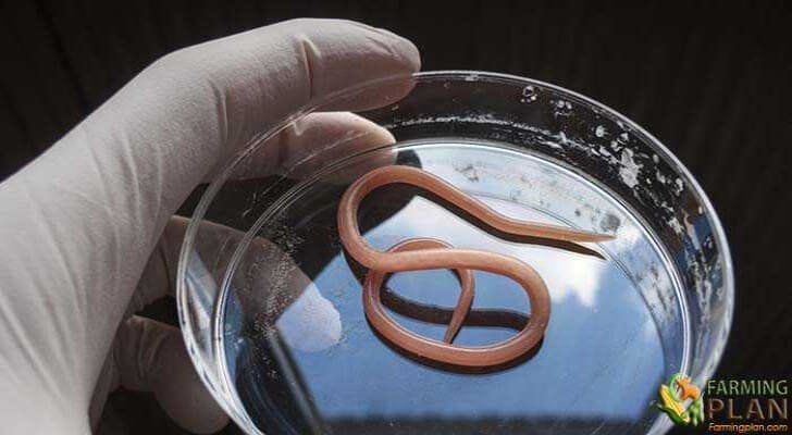Roundworm