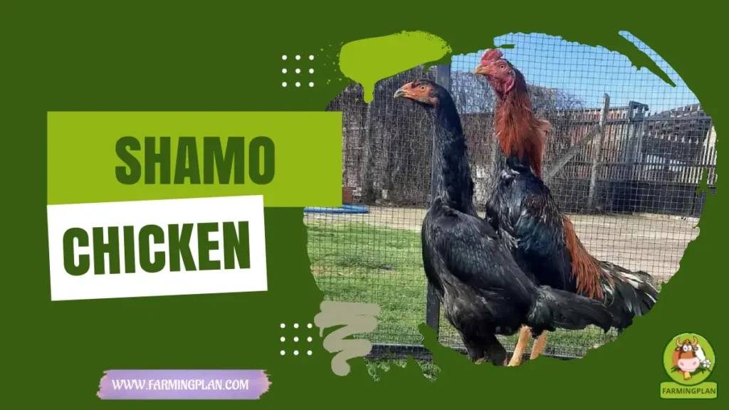 shamo chicken