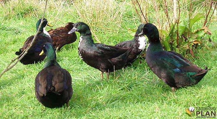 Shetland Duck: