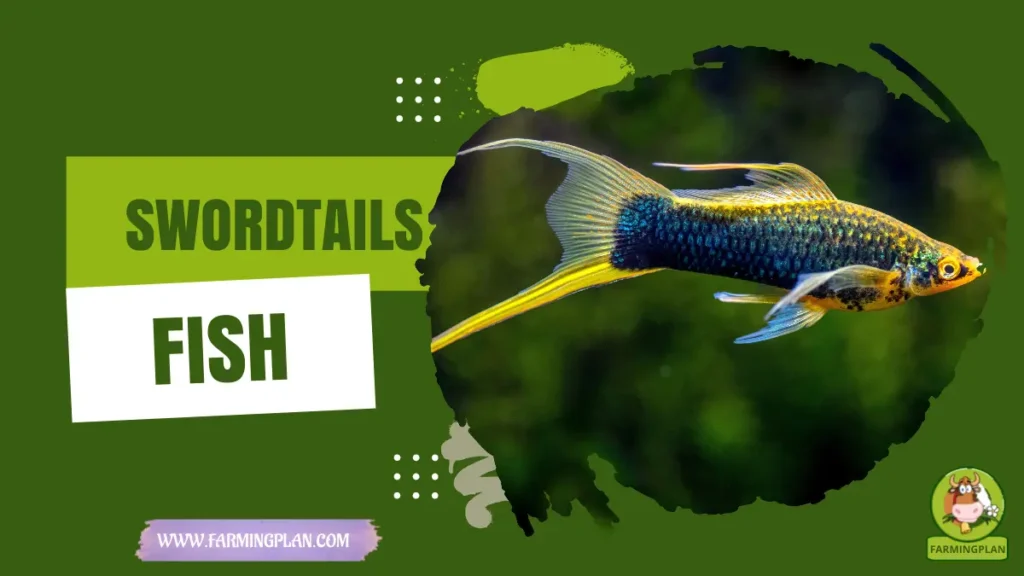 Swordtails Fish