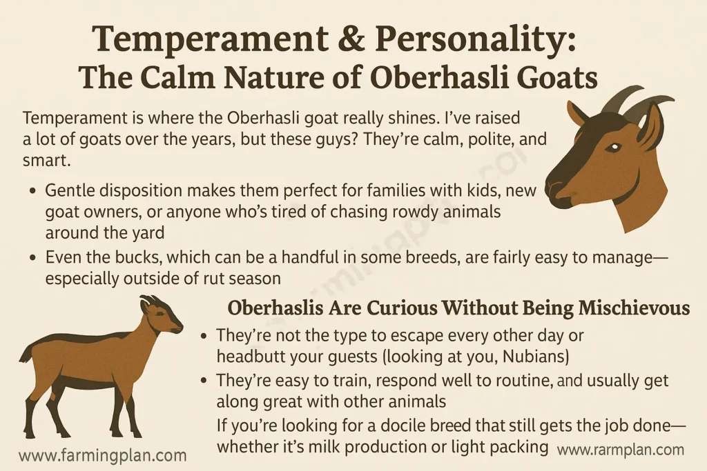 Temperament & Personality: The Calm Nature of Oberhasli Goats