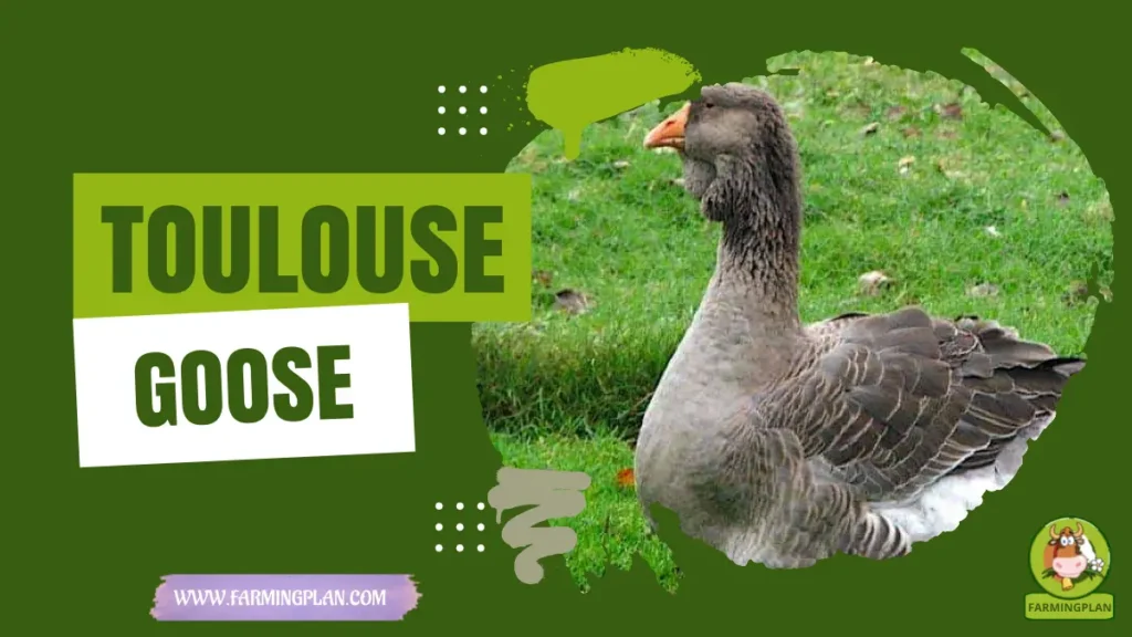 Toulouse Goose