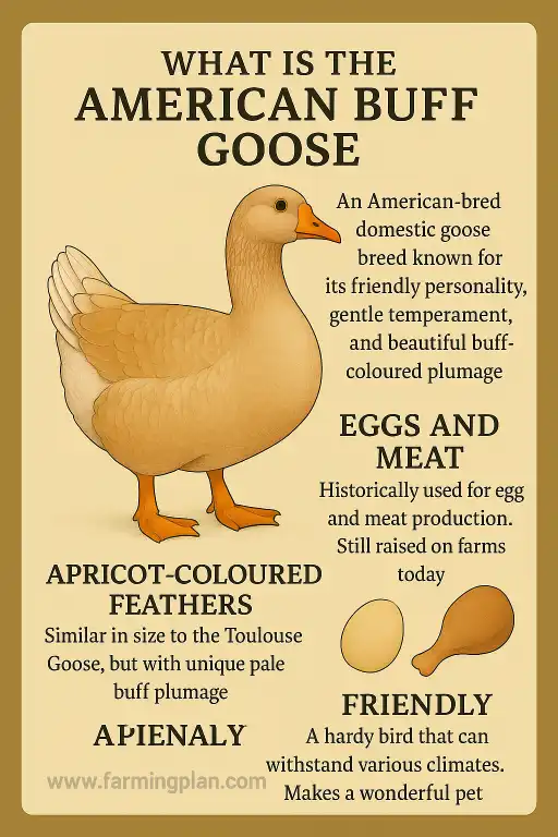 what is the american buff goose?