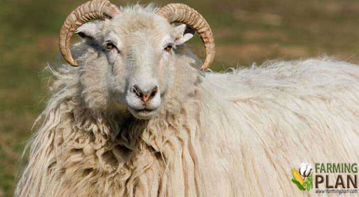 White Horned Heath Sheep 