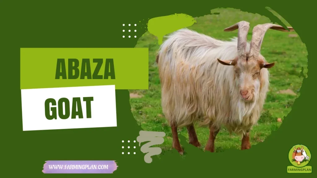 abaza goat