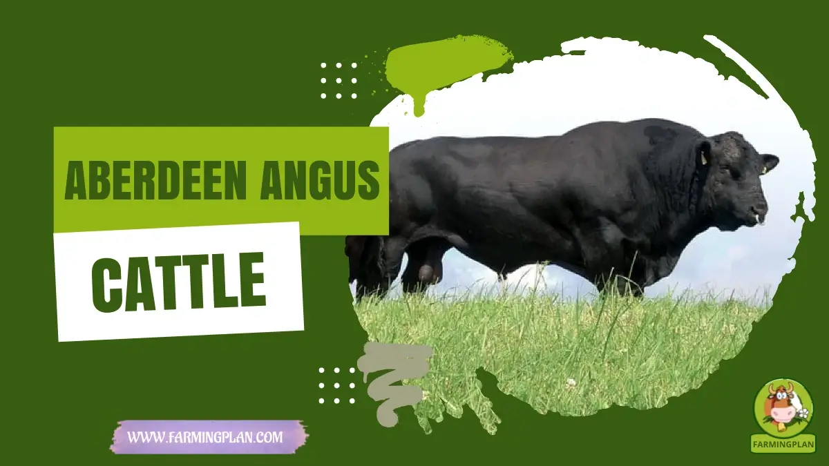 aberdeen angus cattle