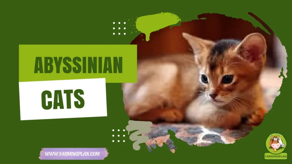 abyssinian cats