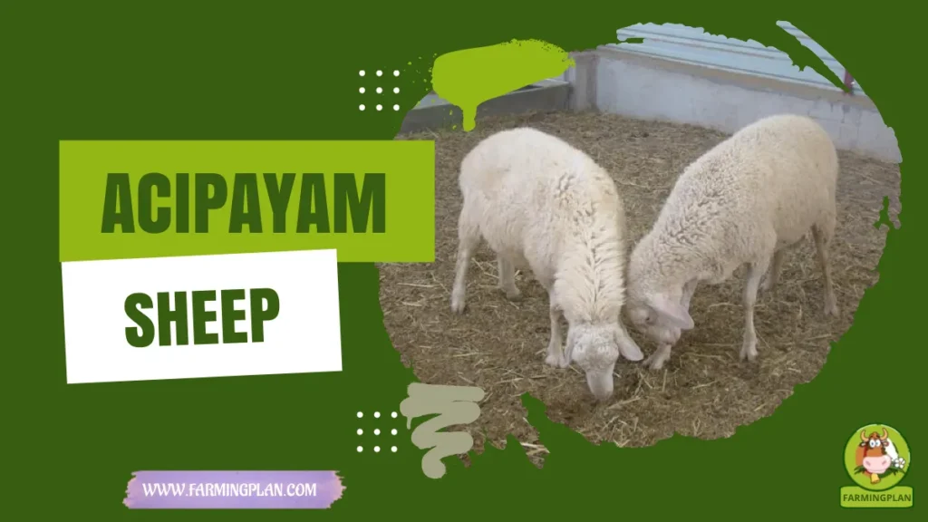 acipayam sheep