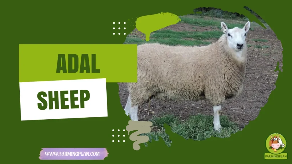 adal sheep