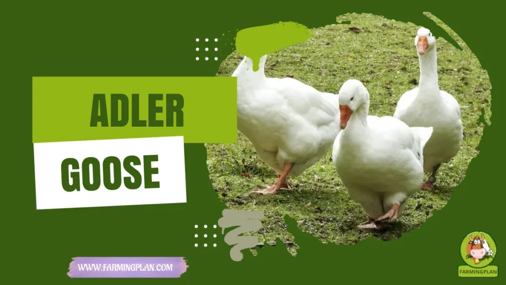 adler goose