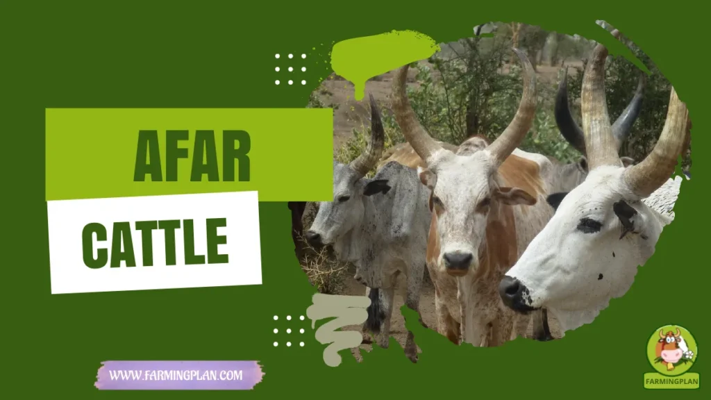 afar cattle
