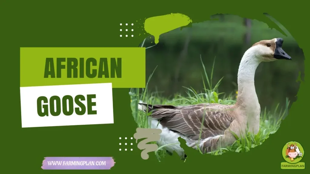 african goose