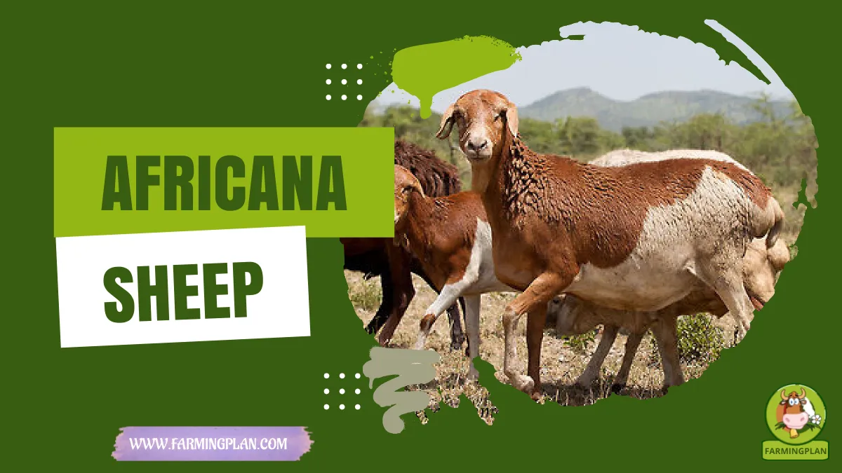 africana sheep