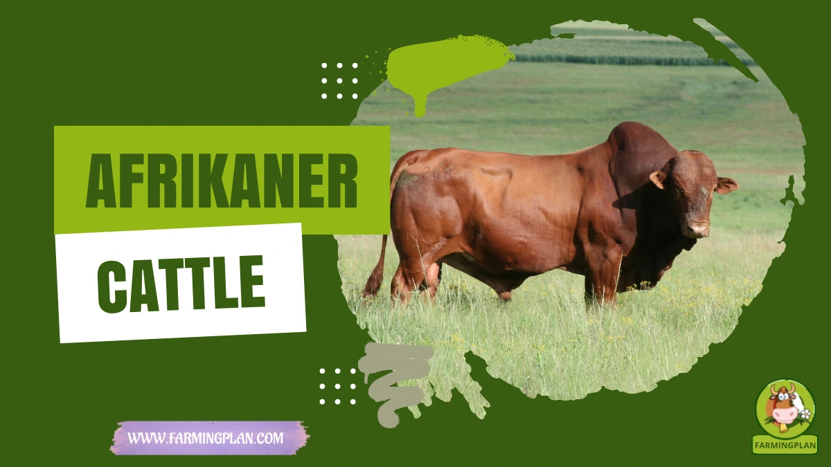 afrikaner cattle