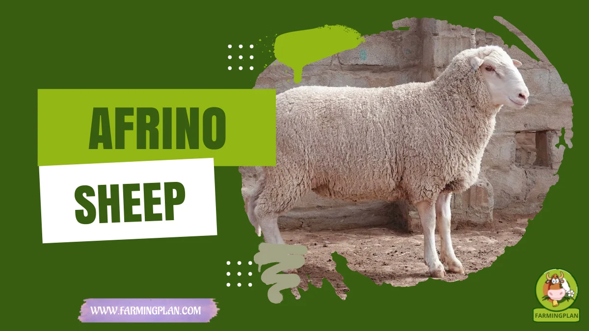 afrino sheep