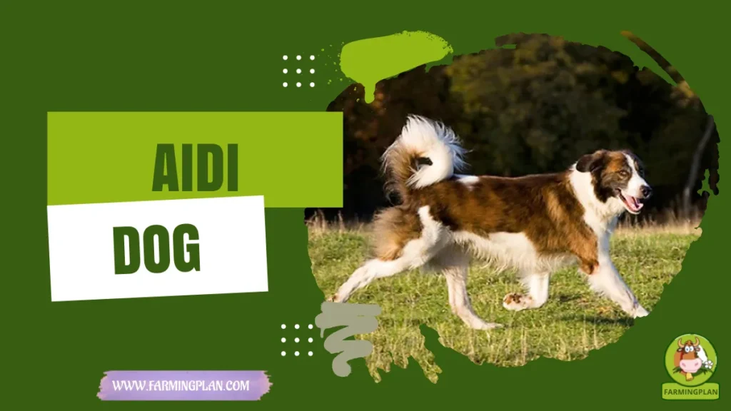 aidi dog