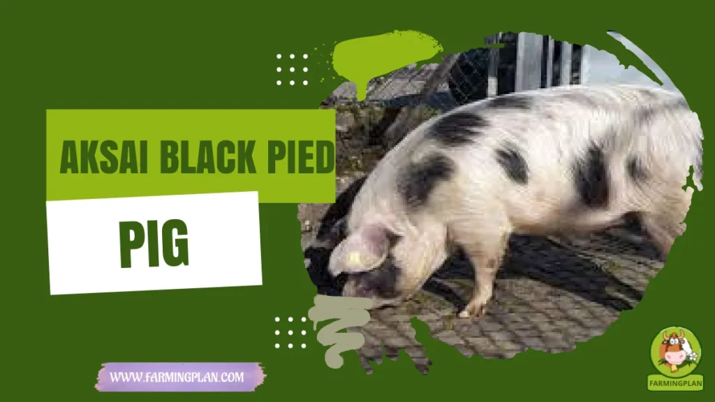aksai black pied pig