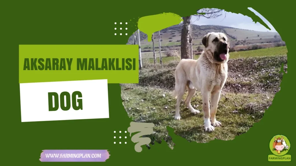 Aksaray Malaklisi Dog