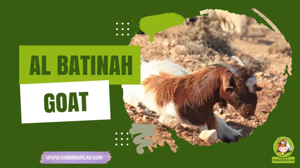 al batinah goat