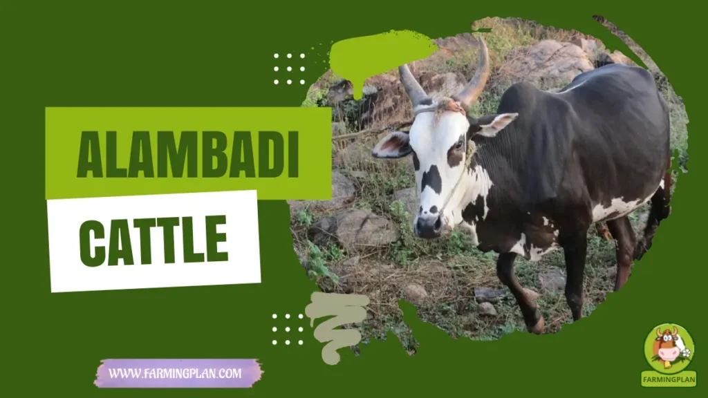 alambadi cattle