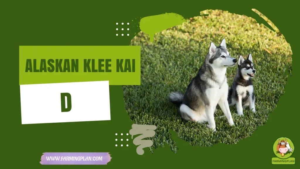 alaskan klee kai dog