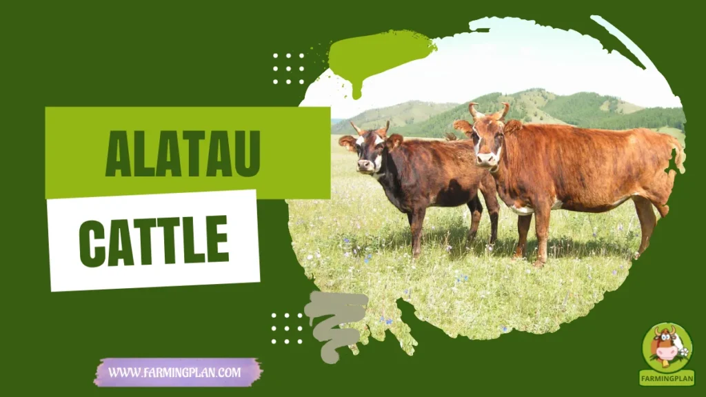 alatau cattle