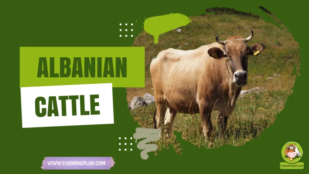 albanian cattle