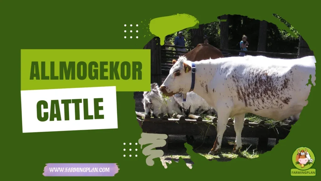 allmogekor cattle