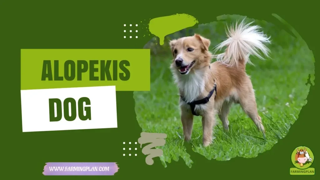 Alopekis Dog
