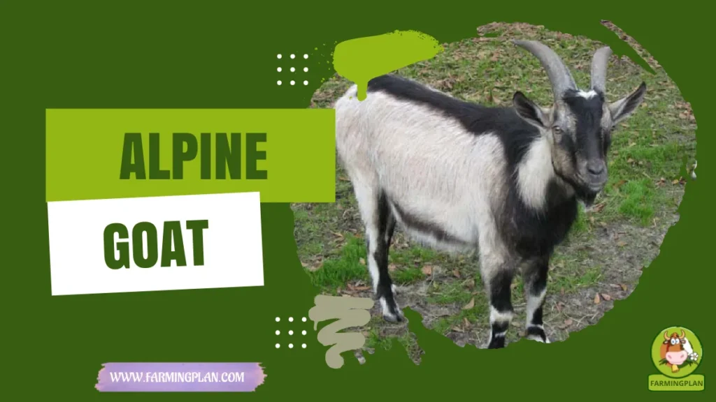alpine goat