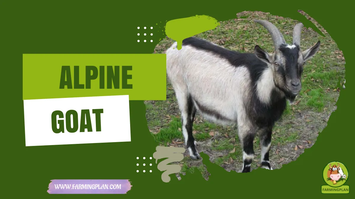 alpine goat