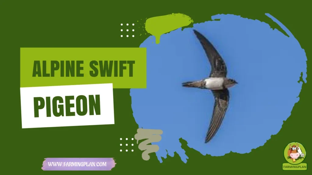 alpine swift pigeon