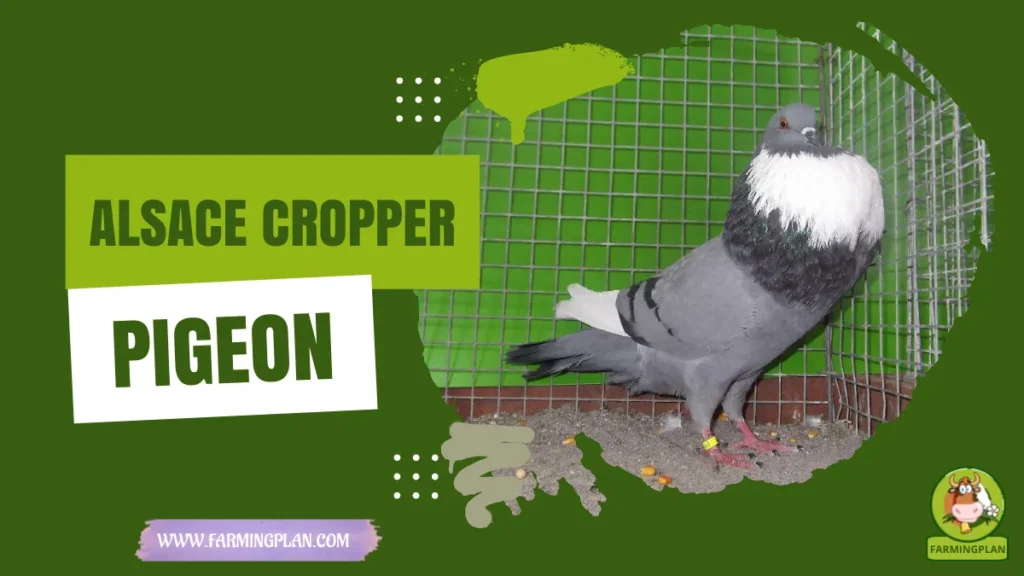 alsace cropper pigeon