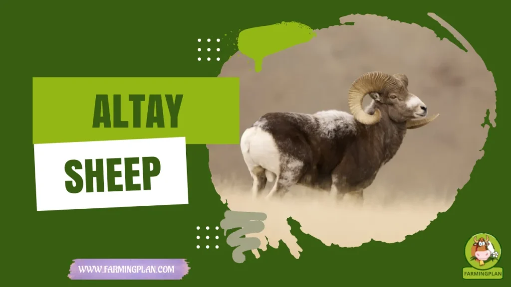 altay sheep