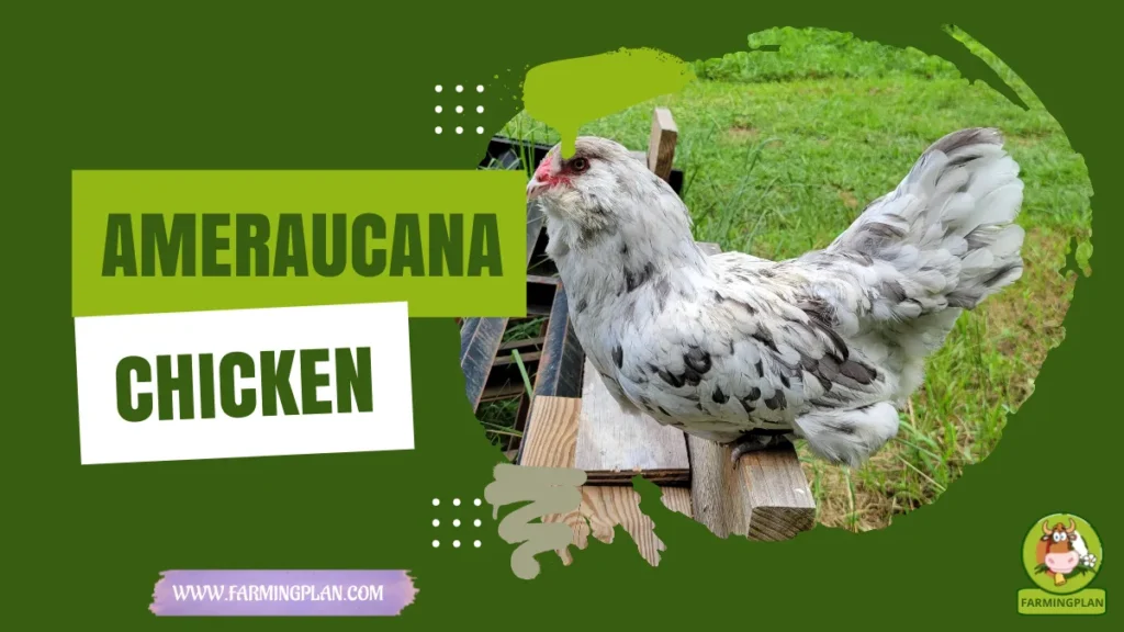 ameraucana chicken