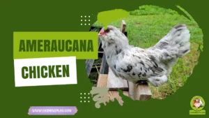 ameraucana chicken