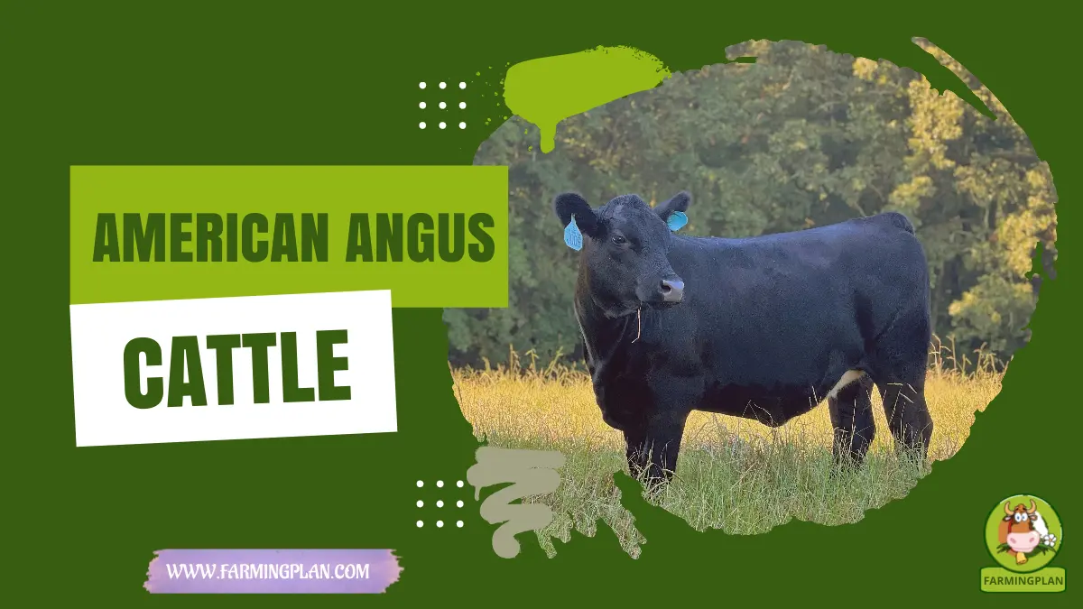 american angus cattle