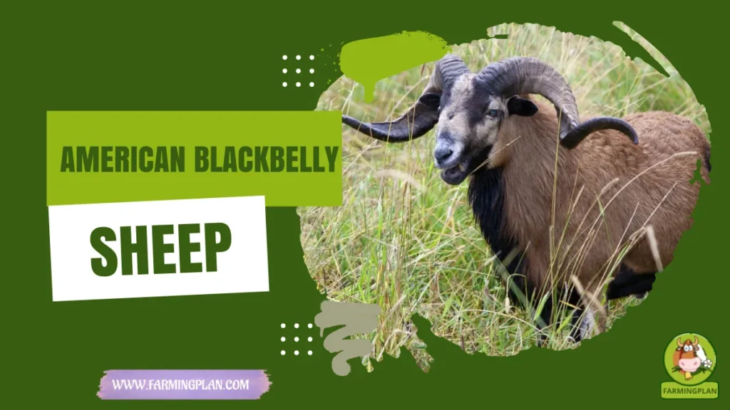 american blackbelly sheep