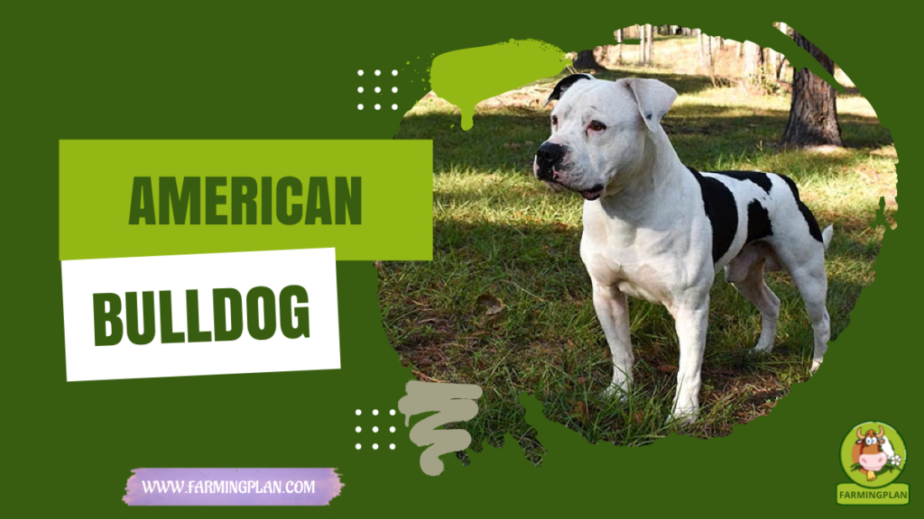 american bulldog