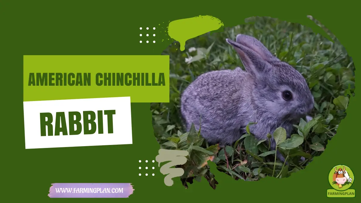 American Chinchilla Rabbit: A Versatile Pet | Farming Plan