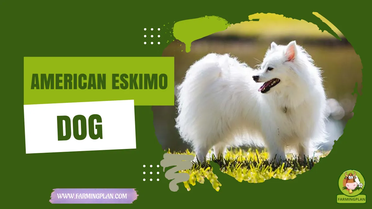 american eskimo dog