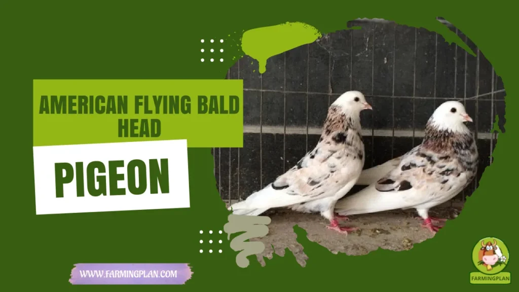 american flying bald head pigeon